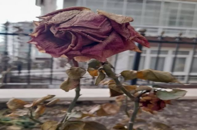 SÖZÜN KURUTTUĞU BAHÇE