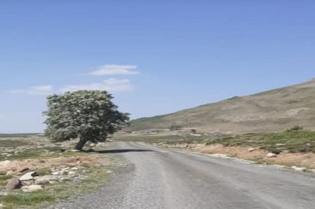 GÖLGE YOKTU ARMUT AĞACI DA